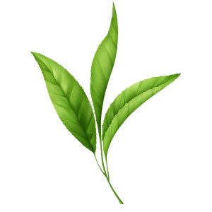 Wkładki Odświeżające Zielona Herbata  K007 Footmate